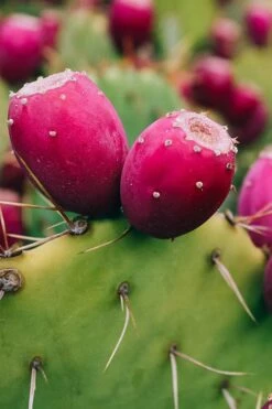 Eastern Prickly Pear Cactus (Opuntia Humifusa) - 3 Gallon Pot -Wilson Bros Gardens Shop opuntia humifusa eastern prickly pear cactus 12
