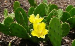 Eastern Prickly Pear Cactus (Opuntia Humifusa) - 3 Gallon Pot -Wilson Bros Gardens Shop opuntia humifusa eastern prickly pear cactus 3