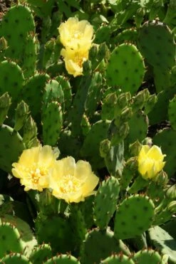 Eastern Prickly Pear Cactus (Opuntia Humifusa) - 3 Gallon Pot -Wilson Bros Gardens Shop opuntia humifusa eastern prickly pear cactus 4