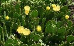 Eastern Prickly Pear Cactus (Opuntia Humifusa) - 3 Gallon Pot -Wilson Bros Gardens Shop opuntia humifusa eastern prickly pear cactus 5