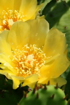Eastern Prickly Pear Cactus (Opuntia Humifusa) - 3 Gallon Pot -Wilson Bros Gardens Shop opuntia humifusa eastern prickly pear cactus 6