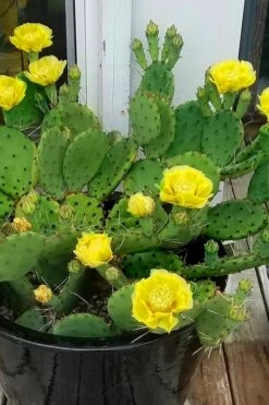 Eastern Prickly Pear Cactus (Opuntia Humifusa) - 3 Gallon Pot -Wilson Bros Gardens Shop opuntia humifusa eastern prickly pear cactus 9