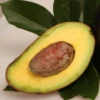 Avocado 'Oro Negro' (Persea Americana)