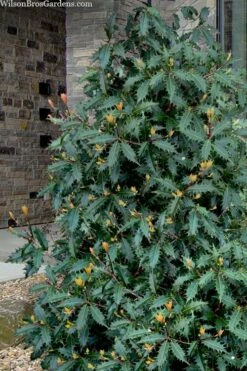 Jim Porter Sweet Toothed Tea Olive - 3 Gallon Pot -Wilson Bros Gardens Shop osmanthus armatus jim porter tea olive 1 1