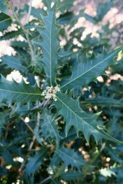 Jim Porter Sweet Toothed Tea Olive - 7 Gallon Pot (3-4') -Wilson Bros Gardens Shop osmanthus armatus jim porter tea olive 4