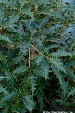 Jim Porter Sweet Toothed Tea Olive - 7 Gallon Pot (3-4') -Wilson Bros Gardens Shop osmanthus armatus jim porter tea olive 6