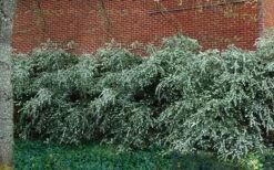 Delavay Tea Olive (Osmanthus Delavayi) - 2 Gallon Pot 13 Delavay Tea Olive (Osmanthus Delavayi) - 2 Gallon Pot -Wilson Bros Gardens Shop osmanthus delavayi delavay tea olive 1 2