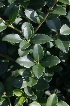 Delavay Tea Olive (Osmanthus Delavayi) - 5 Gallon Pot -Wilson Bros Gardens Shop osmanthus delavayi delavay tea olive 10