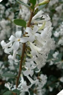 Delavay Tea Olive (Osmanthus Delavayi) - 3 Gallon Pot -Wilson Bros Gardens Shop osmanthus delavayi delavay tea olive 2 1