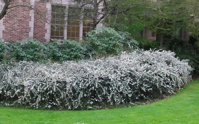 Delavay Tea Olive (Osmanthus Delavayi) - 2 Gallon Pot 4 Delavay Tea Olive (Osmanthus Delavayi) - 2 Gallon Pot - Image 4