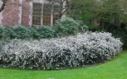 Delavay Tea Olive (Osmanthus Delavayi) - 5 Gallon Pot -Wilson Bros Gardens Shop osmanthus delavayi delavay tea olive 6