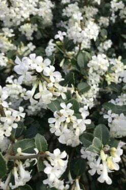 Delavay Tea Olive (Osmanthus Delavayi) - 2 Gallon Pot 12 Delavay Tea Olive (Osmanthus Delavayi) - 2 Gallon Pot -Wilson Bros Gardens Shop osmanthus delavayi delavay tea olive 8 2