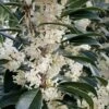 Fortune's Cold Hardy Tea Olive (Fragrant Osmanthus) - 7 Gallon Pot (4-5')