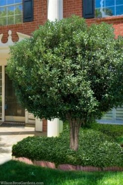 Fortune's Cold Hardy Tea Olive (Fragrant Osmanthus) - 7 Gallon Pot (4-5') -Wilson Bros Gardens Shop osmanthus fortunei fragrant tea olive 15 5