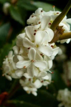 Fortune's Cold Hardy Tea Olive (Fragrant Osmanthus) - 7 Gallon Pot (4-5') -Wilson Bros Gardens Shop osmanthus fortunei fragrant tea olive 2 5
