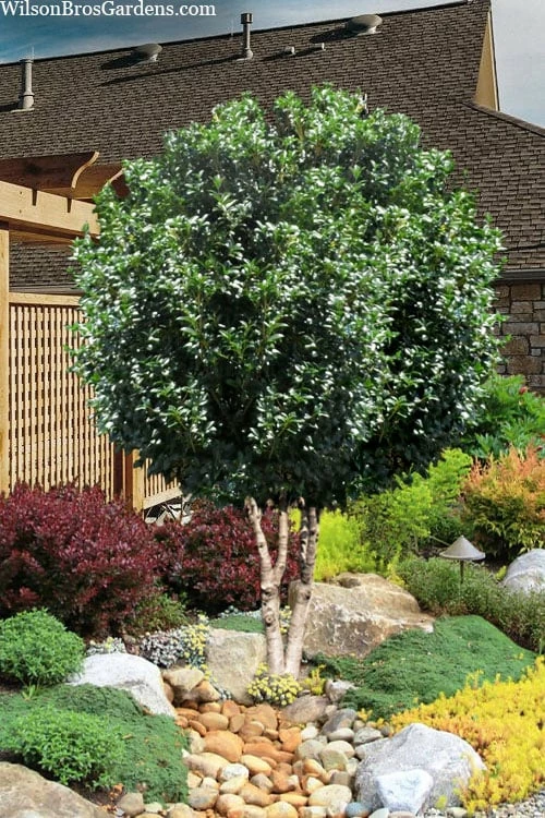 Fruitland's Fortune Tea Olive Double Trunk Tree Form - 7 Gallon Pot (4-5') 1 Fruitland's Fortune Tea Olive Double Trunk Tree Form - 7 Gallon Pot (4-5')