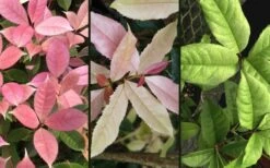 Noble Lady Tea Olive - 7 Gallon Pot (2-3') -Wilson Bros Gardens Shop osmanthus fragrans quinnan guifei noble lady tea olive 4 1