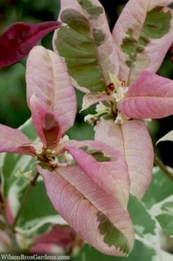 Pink Flush Variegated Tea Olive (Osmanthus Fragrans 'Yinbi Shuanghui') - 2 Gallon Pot -Wilson Bros Gardens Shop osmanthus frangrans yinbi shuangui variegated tea olive 10 5