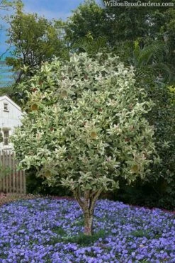 Pink Flush Variegated Tea Olive (Osmanthus Fragrans 'Yinbi Shuanghui') - 6 Pack Of 1 Gallon Pots -Wilson Bros Gardens Shop osmanthus frangrans yinbi shuangui variegated tea olive 8 2