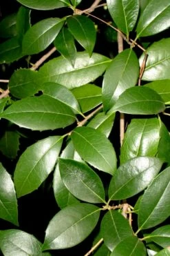 Fruitland's Fortune Tea Olive (Fragrant Osmanthus) - 1 Gallon Pot 10 Fruitland's Fortune Tea Olive (Fragrant Osmanthus) - 1 Gallon Pot -Wilson Bros Gardens Shop osmanthus fruitlands fortune tea olive 1 1