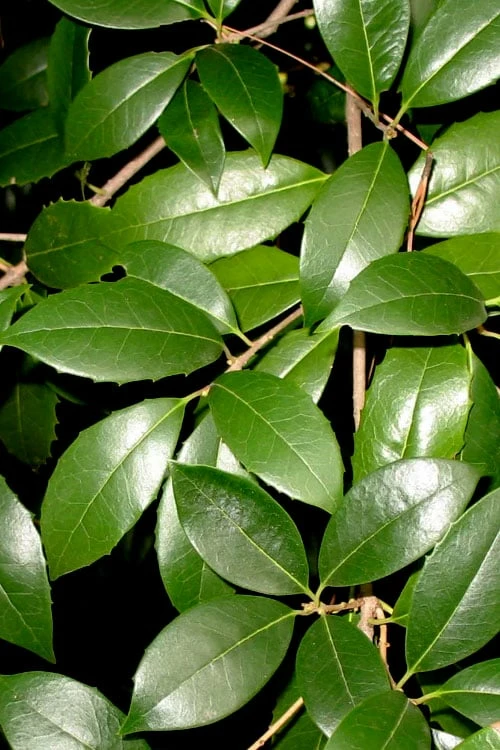 Fruitland's Fortune Tea Olive (Fragrant Osmanthus) - 3 Gallon Pot 5 Fruitland's Fortune Tea Olive (Fragrant Osmanthus) - 3 Gallon Pot - Image 5