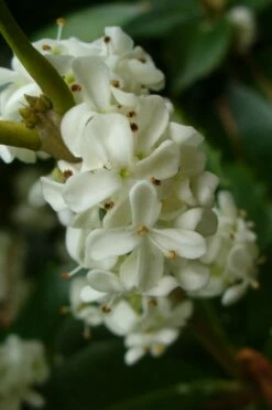 Fruitland's Fortune Tea Olive Double Trunk Tree Form - 7 Gallon Pot (4-5') 8 Fruitland's Fortune Tea Olive Double Trunk Tree Form - 7 Gallon Pot (4-5') -Wilson Bros Gardens Shop osmanthus fruitlands fortune tea olive 3 5