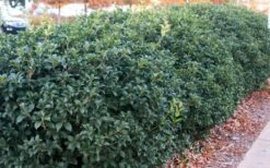 Fruitland's Fortune Tea Olive (Fragrant Osmanthus) - 3 Gallon Pot 11 Fruitland's Fortune Tea Olive (Fragrant Osmanthus) - 3 Gallon Pot -Wilson Bros Gardens Shop osmanthus fruitlands fortune tea olive 4 1