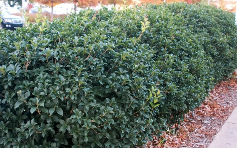 Fruitland's Fortune Tea Olive (Fragrant Osmanthus) - 3 Gallon Pot 6 Fruitland's Fortune Tea Olive (Fragrant Osmanthus) - 3 Gallon Pot - Image 6