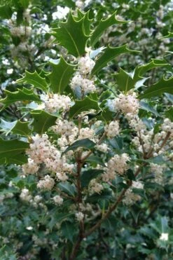 Gulftide Hardy Tea Olive (Osmanthus) - 1 Gallon Pot 11 Gulftide Hardy Tea Olive (Osmanthus) - 1 Gallon Pot -Wilson Bros Gardens Shop osmanthus heterophyllus gulftide tea olive false holly 10 1