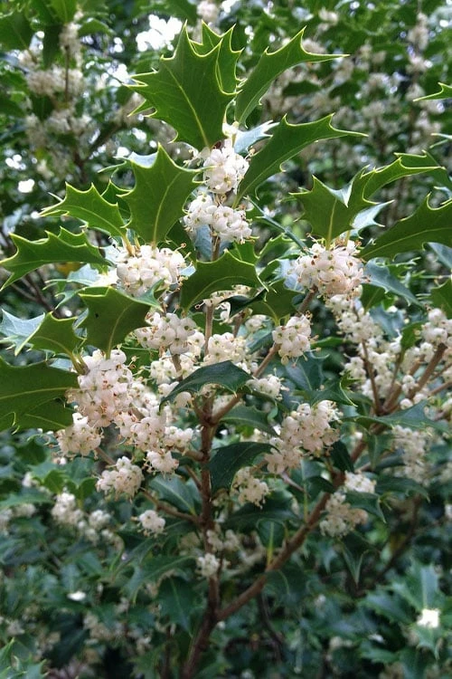 Gulftide Hardy Tea Olive (Osmanthus) - 1 Gallon Pot 6 Gulftide Hardy Tea Olive (Osmanthus) - 1 Gallon Pot - Image 6