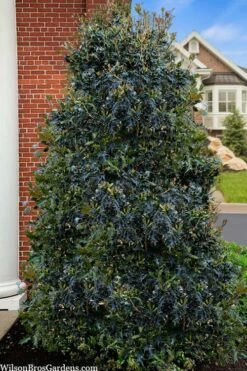 Gulftide Hardy Tea Olive (Osmanthus) - 1 Gallon Pot 9 Gulftide Hardy Tea Olive (Osmanthus) - 1 Gallon Pot -Wilson Bros Gardens Shop osmanthus heterophyllus gulftide tea olive false holly 5 1