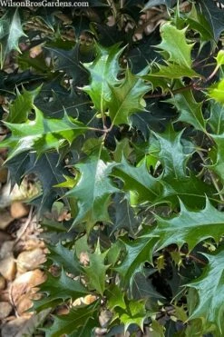 Gulftide Hardy Tea Olive (Osmanthus) - 2 Gallon Pot 10 Gulftide Hardy Tea Olive (Osmanthus) - 2 Gallon Pot -Wilson Bros Gardens Shop osmanthus heterophyllus gulftide tea olive false holly 6