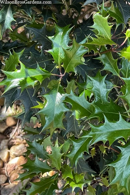 Gulftide Hardy Tea Olive (Osmanthus) - 2 Gallon Pot 5 Gulftide Hardy Tea Olive (Osmanthus) - 2 Gallon Pot - Image 5