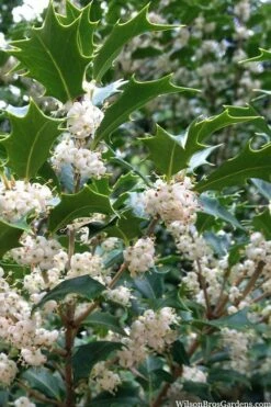 Gulftide Hardy Tea Olive (Osmanthus) - 2 Gallon Pot