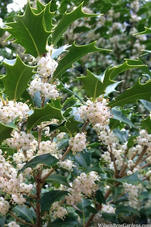 Gulftide Hardy Tea Olive (Osmanthus) - 2 Gallon Pot 1 Gulftide Hardy Tea Olive (Osmanthus) - 2 Gallon Pot