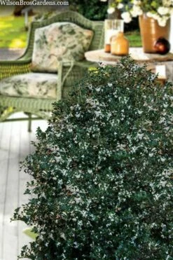 Party Princess 'Kaori Hime' Fragrant Tea Olive - 1 Gallon Pot -Wilson Bros Gardens Shop osmanthus heterophyllus kaori hime party princess tea olive 15 1