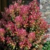 Party Lights Pink Flush Tea Olive - Osmanthus Heterophyllus - 3 Gallon Pot