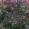 Purple Leaf Tea Olive (Osmanthus Heterophyllus 'Purpurea') - 3 Gallon Pot