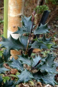 Purple Leaf Tea Olive (Osmanthus Heterophyllus 'Purpurea') - 1 Gallon Pot -Wilson Bros Gardens Shop osmanthus heterophyllus purpurea purple leaf tea olive 7