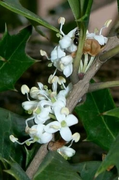 Purple Leaf Tea Olive (Osmanthus Heterophyllus 'Purpurea') - 3 Gallon Pot -Wilson Bros Gardens Shop osmanthus heterophyllus purpurea purple leaf tea olive 8 2