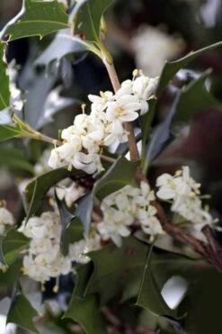 Purple Leaf Tea Olive (Osmanthus Heterophyllus 'Purpurea') - 3 Gallon Pot -Wilson Bros Gardens Shop osmanthus heterophyllus purpurea purple leaf tea olive 9 2