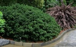 Round Leaf Tea Olive (Osmanthus Heterophyllus 'Rotundifolius') - 1 Gallon Pot -Wilson Bros Gardens Shop osmanthus heterophyllus rotundifolius round leaf tea olive 10