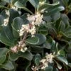 Round Leaf Tea Olive (Osmanthus Heterophyllus 'Rotundifolius') - 1 Gallon Pot