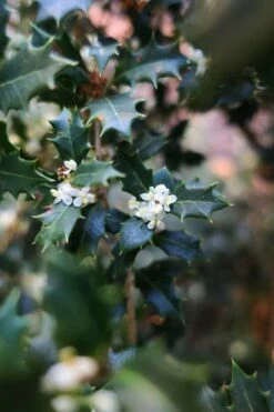 Party Princess 'Kaori Hime' Tea Olive - 3 Gallon Pot -Wilson Bros Gardens Shop osmanthus kaori hime party princess tea olive 1