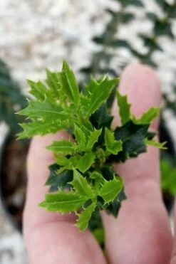 Party Princess 'Kaori Hime' Tea Olive - 3 Gallon Pot -Wilson Bros Gardens Shop osmanthus kaori hime party princess tea olive 2