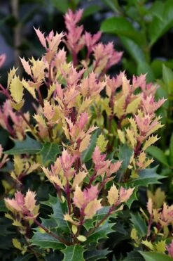 Party Lights Pink Flush Tea Olive - Osmanthus Heterophyllus - 5 Gallon Pot -Wilson Bros Gardens Shop osmanthus party lights 500x750 1