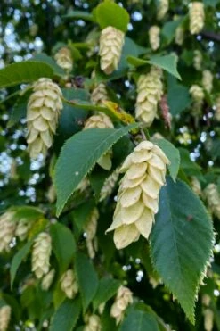 American Hop Hornbeam (Ostrya Virginiana) - 3 Gallon Pot
