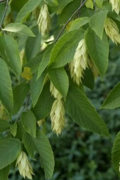 American Hop Hornbeam (Ostrya Virginiana) - 3 Gallon Pot -Wilson Bros Gardens Shop ostrya virginiana hophornbeam tree 6 2