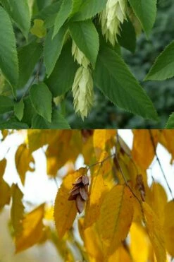 American Hop Hornbeam (Ostrya Virginiana) - 1 Gallon Pot -Wilson Bros Gardens Shop ostrya virginiana hophornbeam tree 7 1