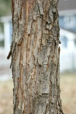 American Hop Hornbeam (Ostrya Virginiana) - 3 Gallon Pot -Wilson Bros Gardens Shop ostrya virginiana hophornbeam tree 8 2